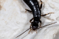 Pince oreille noir. Un mle (Dermaptre - Anisolabididae - Euborellia moesta)